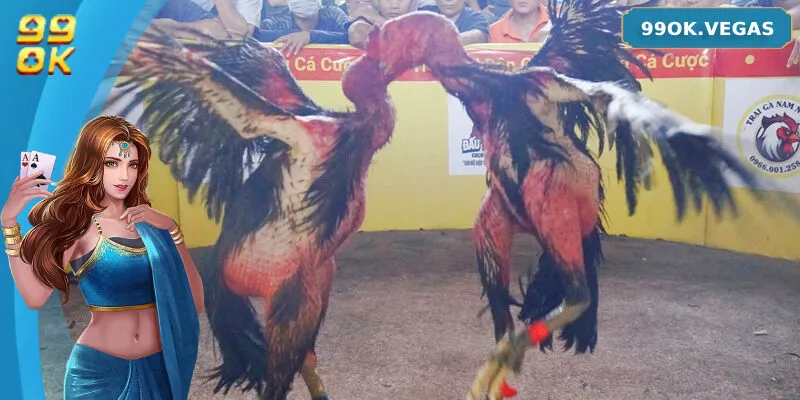 Bí quyết soi kèo đá gà đòn chia sẻ từ cao thủ