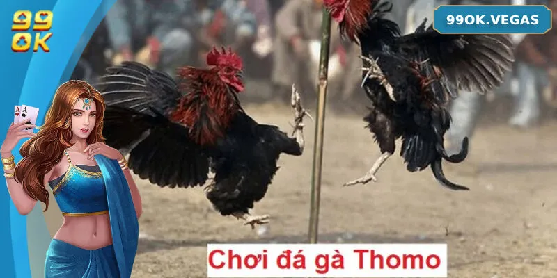Đá gà Thomo là gì?