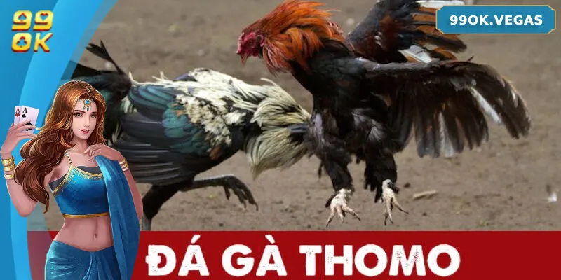 Đá Gà Thomo - Thế Giới Đấu Gà Đỉnh Cao Không Thể Bỏ Lỡ